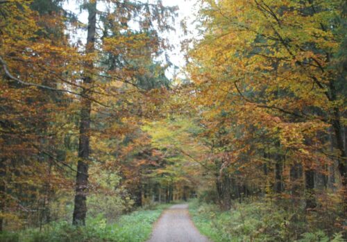 Politischer Herbst in (Ost-)Deutschland