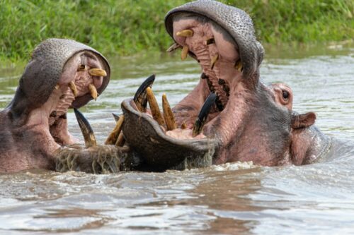 Sind Tiere auch nur Menschen?