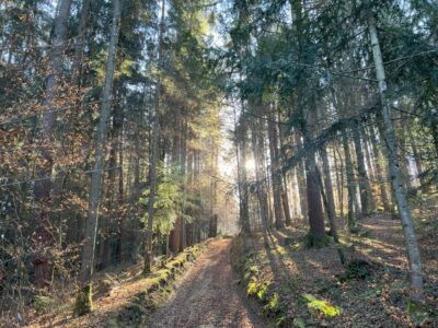 Waldweg mit Sonne